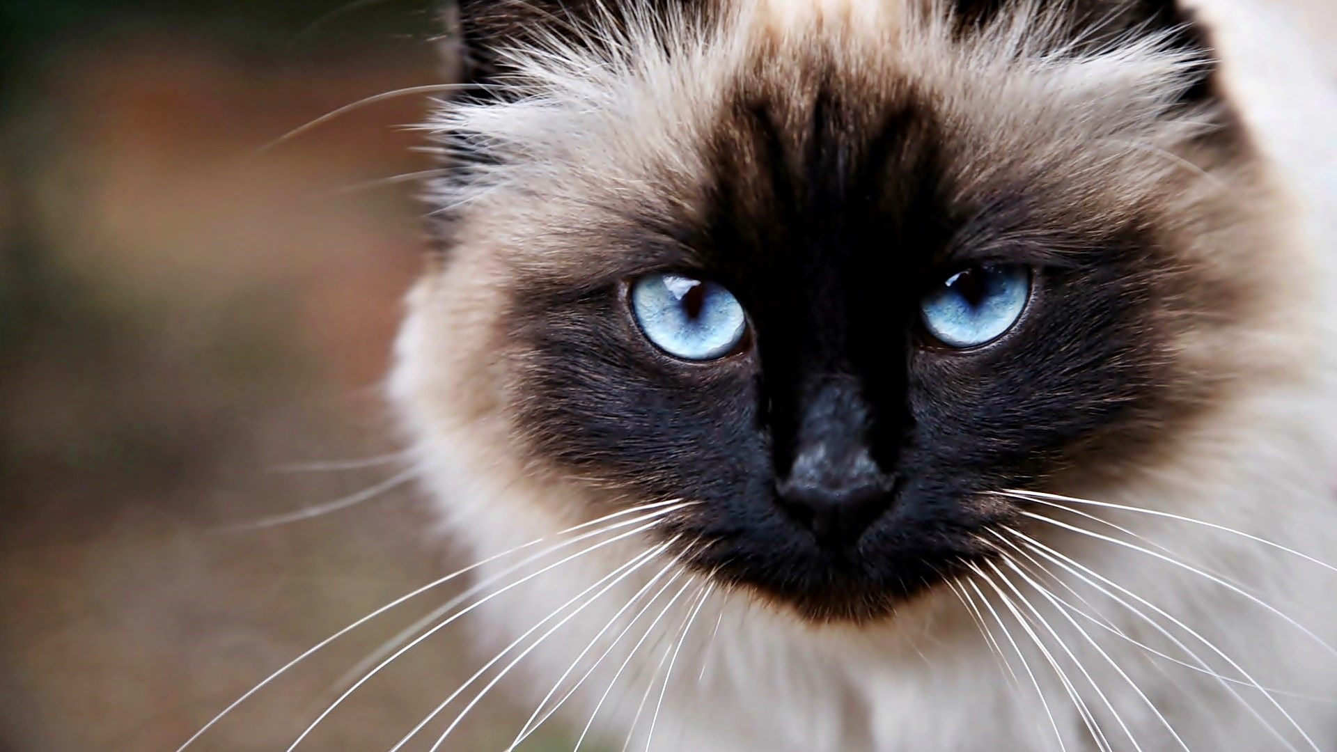 Αυτές είναι οι δέκα πιο ακριβές γάτες στον κόσμο