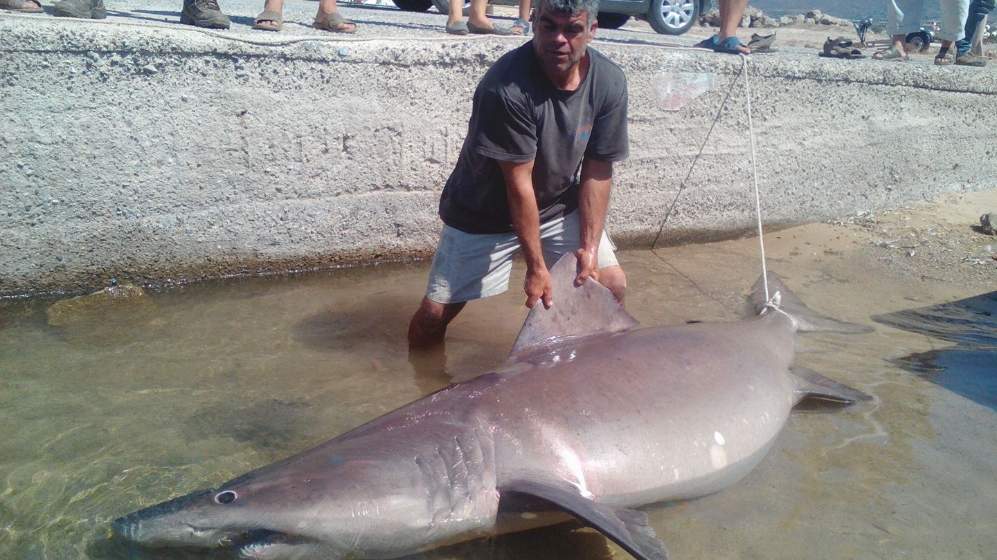 Ψάρεψαν καρχαρία μεγαλύτερο των τριών μέτρων – ΦΩΤΟ