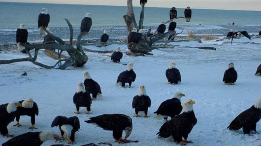 Σε αυτή την πόλη οι αετοί είναι τόσο συνηθισμένοι όσο τα περιστέρια