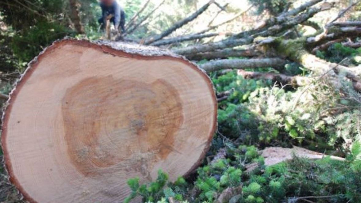 48χρονος βρήκε τραγικό θάνατο όταν καταπλακώθηκε από δέντρο