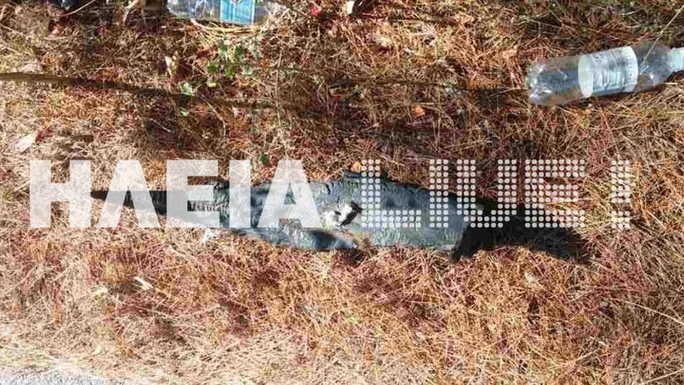 Βρέθηκε εμπρηστικός μηχανισμός κοντά σε δάσος στην Ηλεία