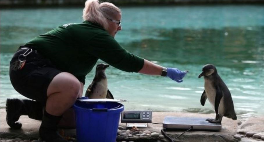 Πώς ζυγίζουν τα ζώα στους ζωολογικούς κήπους; – BINTEO