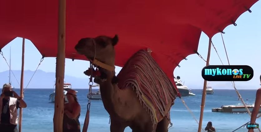 Καμήλες στη… Μύκονο για τη συναυλία του Ρέμου – ΒΙΝΤΕΟ
