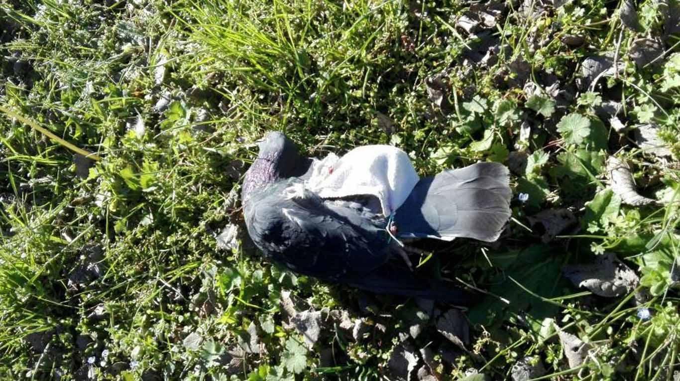 Αργεντινή: Αστυνομικοί σκότωσαν ένα περιστέρι… βαποράκι ναρκωτικών – ΦΩΤΟ