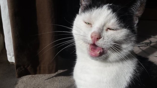 Όταν οι γάτες… φτερνίζονται – ΒΙΝΤΕΟ