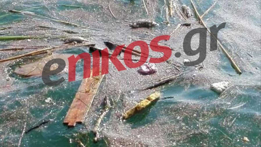 Γέμισε σκουπίδια ο Θερμαϊκός – ΦΩΤΟ αναγνώστη