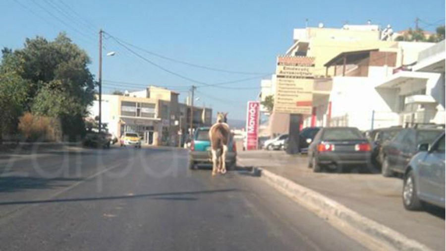 Τραβούσε άλογο στο δρόμο με… κοτσαδόρο – ΦΩΤΟ