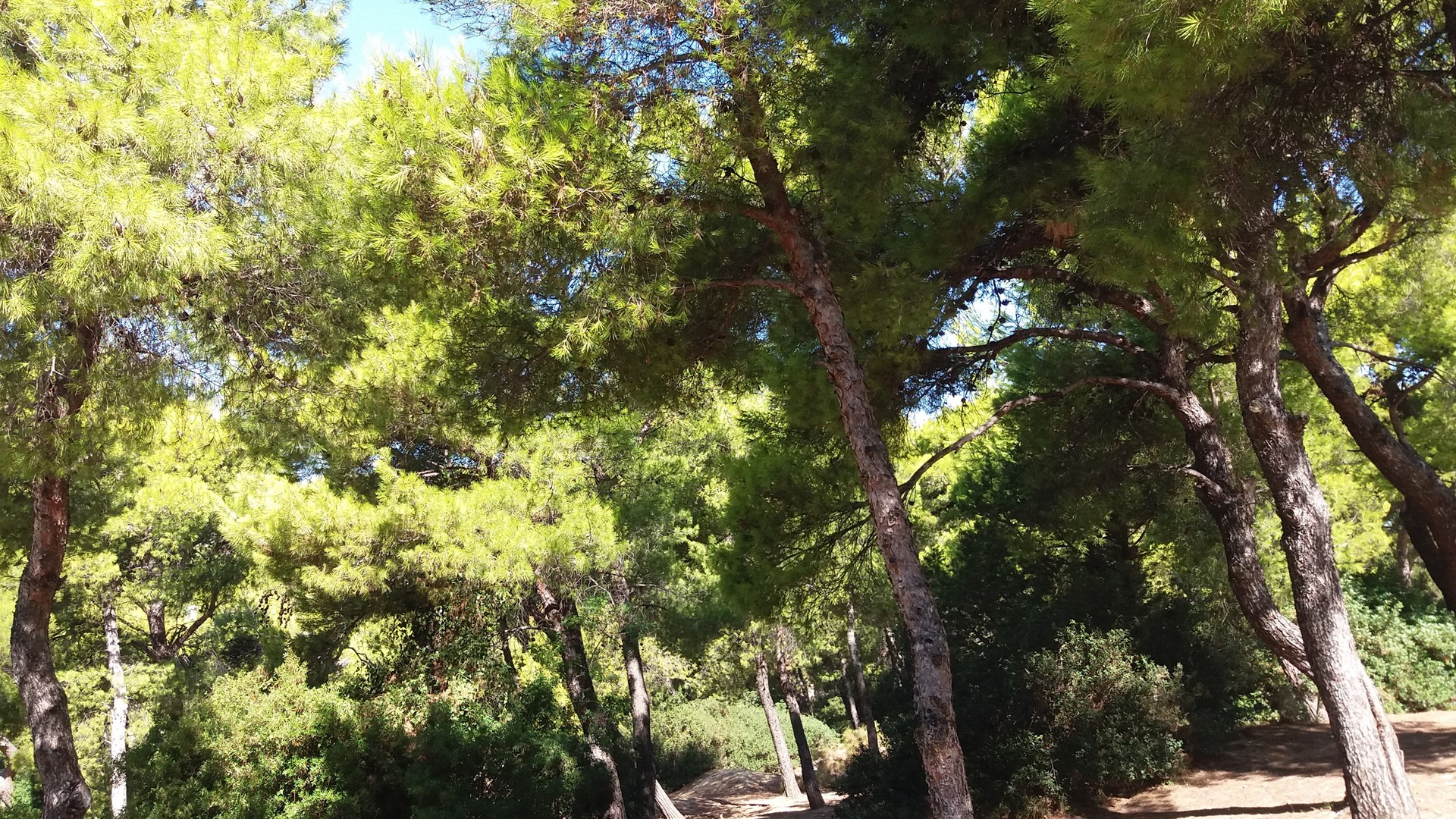 Σε εξέλιξη η φωτιά στην Αλεξανδρούπολη – Πολύ υψηλός κίνδυνος πυρκαγιάς στη Ρόδο