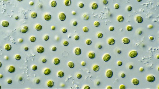 Αποκάλυψη: Αυτά είναι τα τρόφιμα που θα τρώμε το 2050 – ΦΩΤΟ