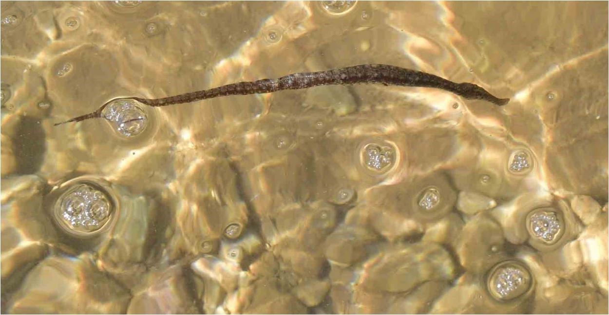 Τροπικό ψάρι εντοπίστηκε στον Αργολικό Κόλπο – ΦΩΤΟ – ΒΙΝΤΕΟ