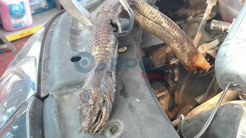 Καλαμάτα: Φίδι διέλυσε τη μηχανή αυτοκινήτου – ΦΩΤΟ