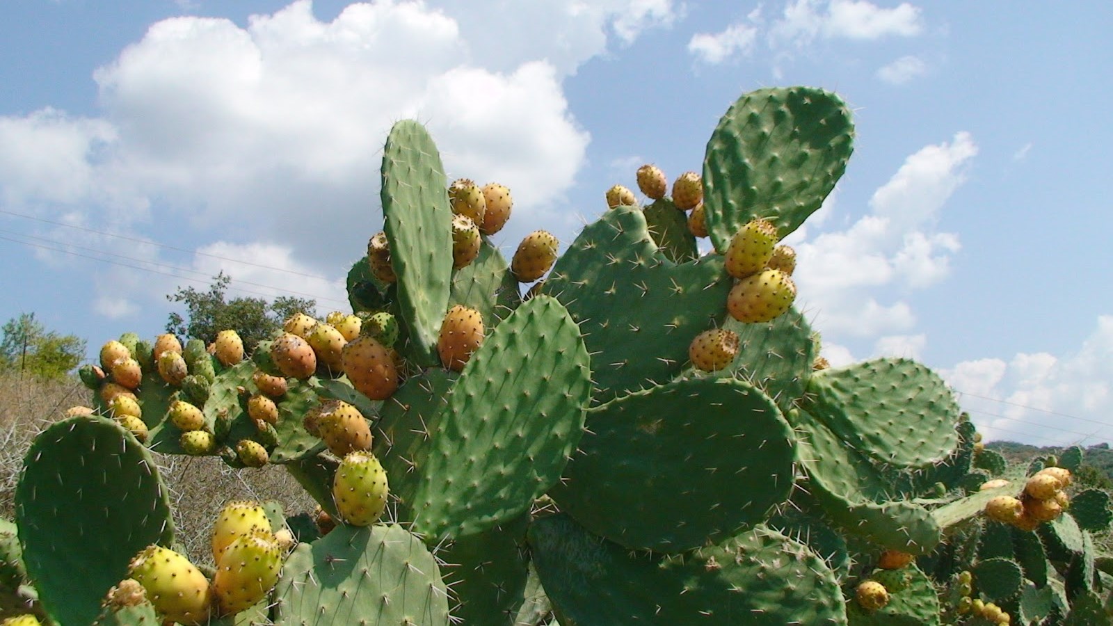 Νόστιμες συνταγές με… φύλλα φραγκοσυκιάς
