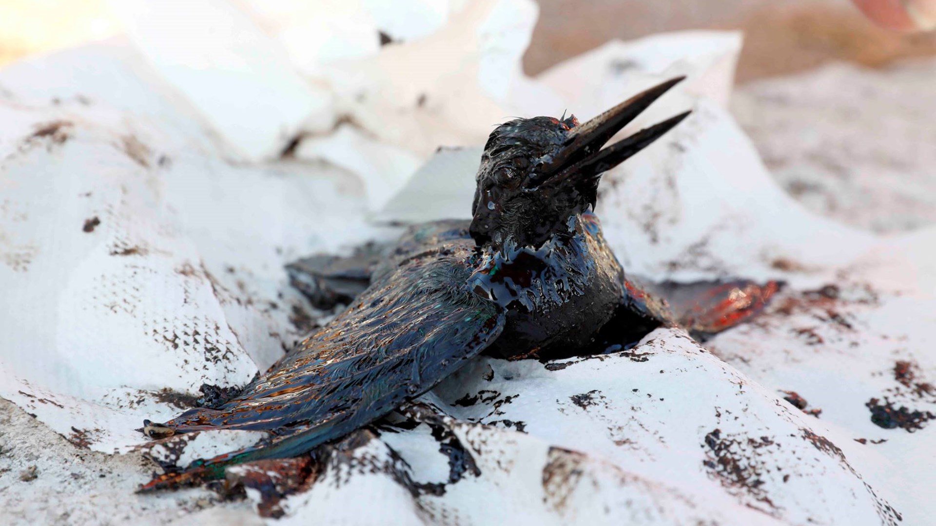 Συγκλονίζει η ΦΩΤΟ της μικρής αλκυόνης που είναι βουτηγμένη στο μαζούτ