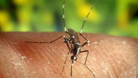 Ρώμη: Διακοπή της αιμοδοσίας εξαιτίας κρουσμάτων ιού που μεταδίδεται από κουνούπια-τίγρεις