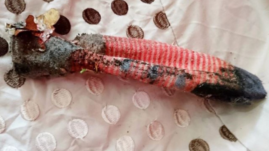 Η επικίνδυνη σαύρα ήταν τελικά… μια βρώμικη κάλτσα – ΦΩΤΟ