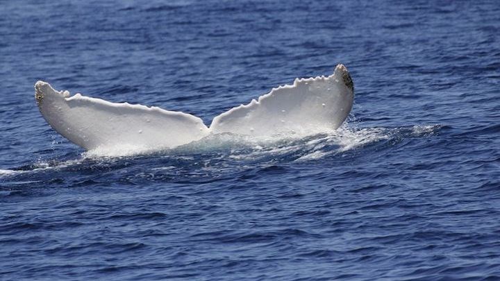 Φάλαινα 5 μέτρων ξεβράστηκε στην ακτή – Σε εξέλιξη επιχείρηση για τη διάσωσή της