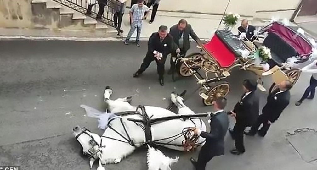 Βίντεο που σοκάρει – Κατέρρευσε άλογο που μετέφερε μελλόνυμφους