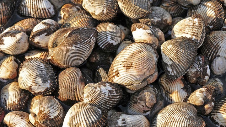 Υπ. Αγροτικής Ανάπτυξης: Τα οστρακοειδή δεν έχουν μολυνθεί από το “Αγία Ζώνη ΙΙ”