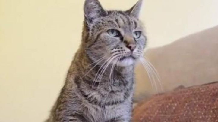 Απεδήμησε εις κύριον η γηραιότερη γάτα του κόσμου – Ήταν 144… γατίσιων ετών – ΒΙΝΤΕΟ