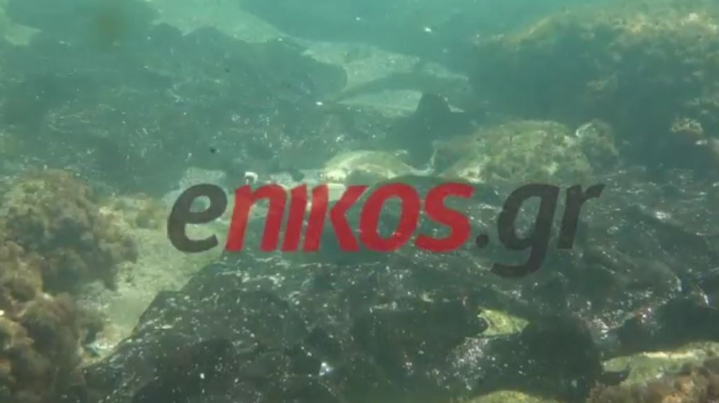 Αποκλειστικές εικόνες από τη ρύπανση στον βυθό της Σαλαμίνας  – ΒΙΝΤΕΟ