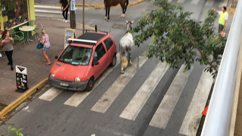 Άλογα βγήκαν… βόλτα στο κέντρο της Κατερίνης – Τα έχασαν οι οδηγοί – ΦΩΤΟ