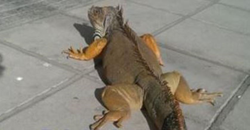Τεράστιο ιγκουάνα έκανε… βόλτες στη Θεσσαλονίκη – ΦΩΤΟ