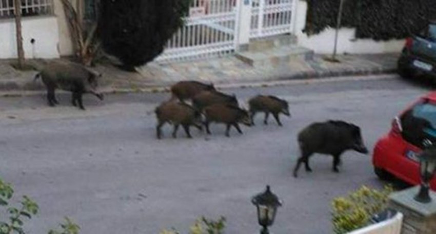 Αγριογούρουνα κάνουν… επιδρομή στους δρόμους τις Θεσσαλονίκης – Τι έχει συμβεί – ΦΩΤΟ