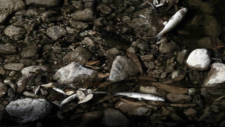 Θλιβερές εικόνες στο ρέμα της Πικροδάφνης με τα νεκρά ψάρια – Τι λέει η ΕΥΔΑΠ – ΦΩΤΟ