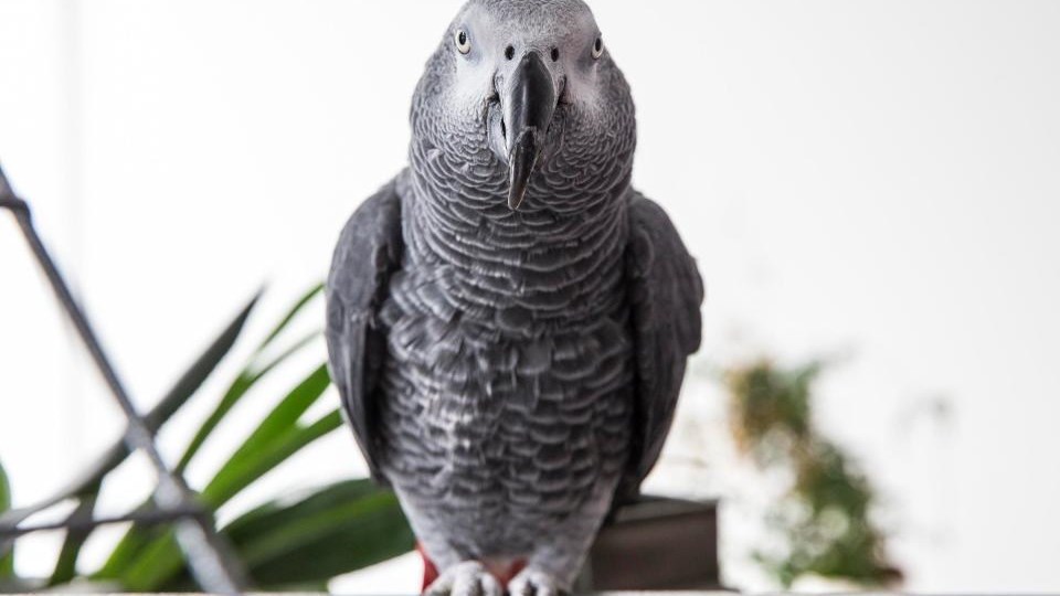 Αυτός ο παπαγάλος έκανε παραγγελία στο Amazon – ΦΩΤΟ