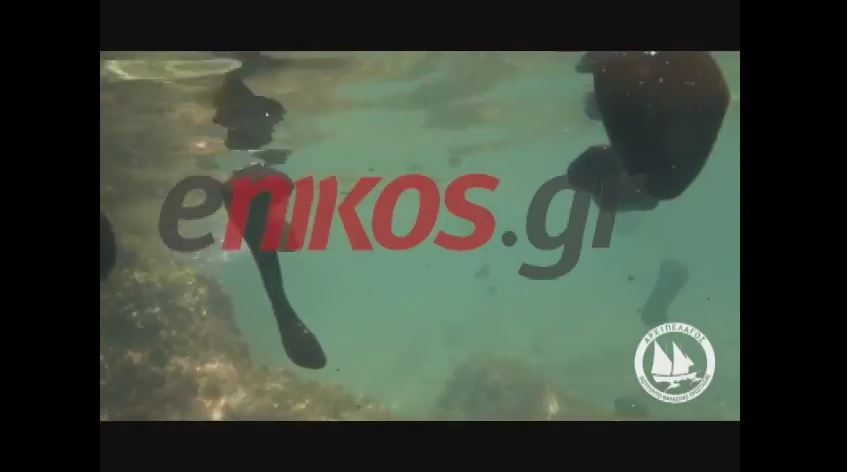 Νέο βίντεο-ντοκουμέντο από τη ρύπανση στο βυθό της Σαλαμίνας