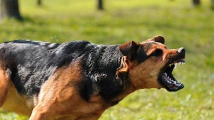 Σκύλος επιτέθηκε και τραυμάτισε ανήλικο στην Πάτρα
