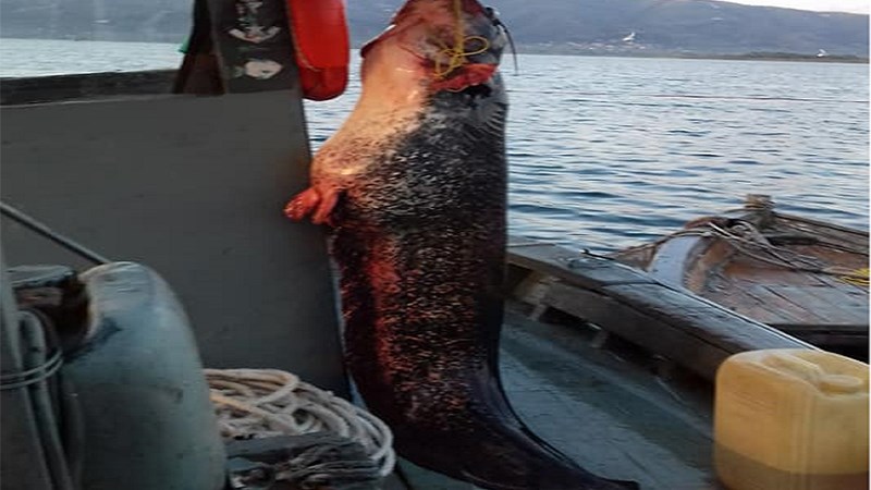 Έπιασε γουλιανό δύο μέτρων και 85 κιλών στη λίμνη Τριχωνίδα – ΦΩΤΟ