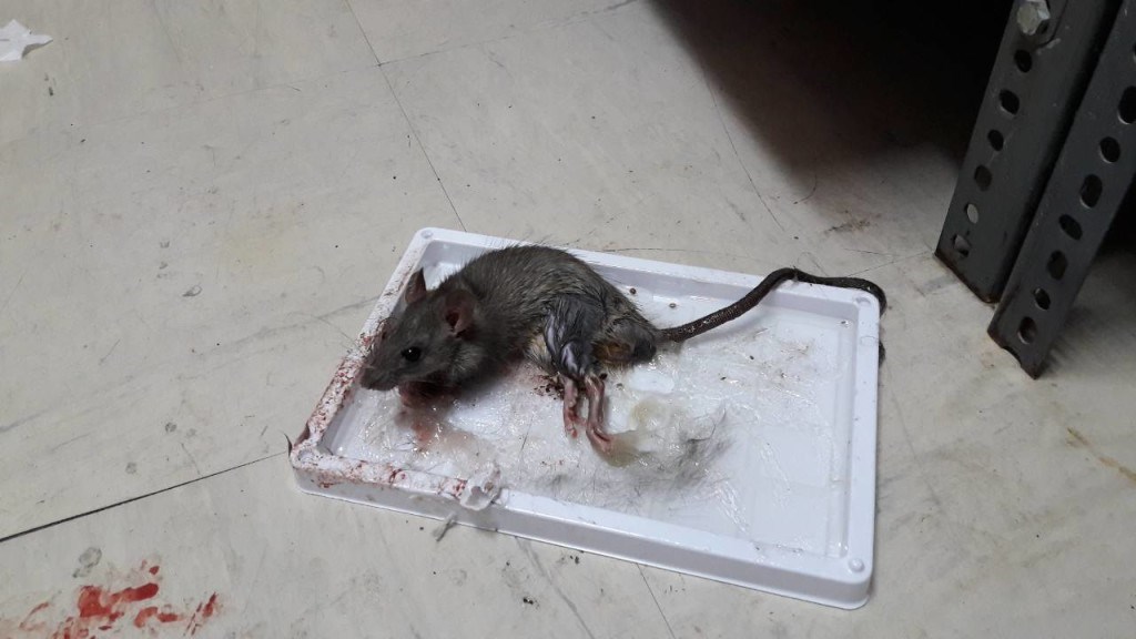Φωτογραφίες-σοκ από την ΠΟΕΔΗΝ: Ποντίκια μέσα στα νοσοκομεία
