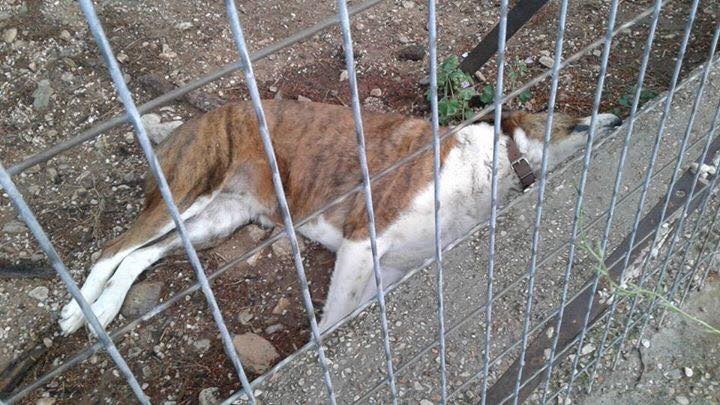 Νέο περιστατικό με πυροβολισμό αδέσποτου σκύλου στον Διόνυσο – Τι λέει στο enikos.gr η Πρόεδρος του Φιλοζωικού Συλλόγου