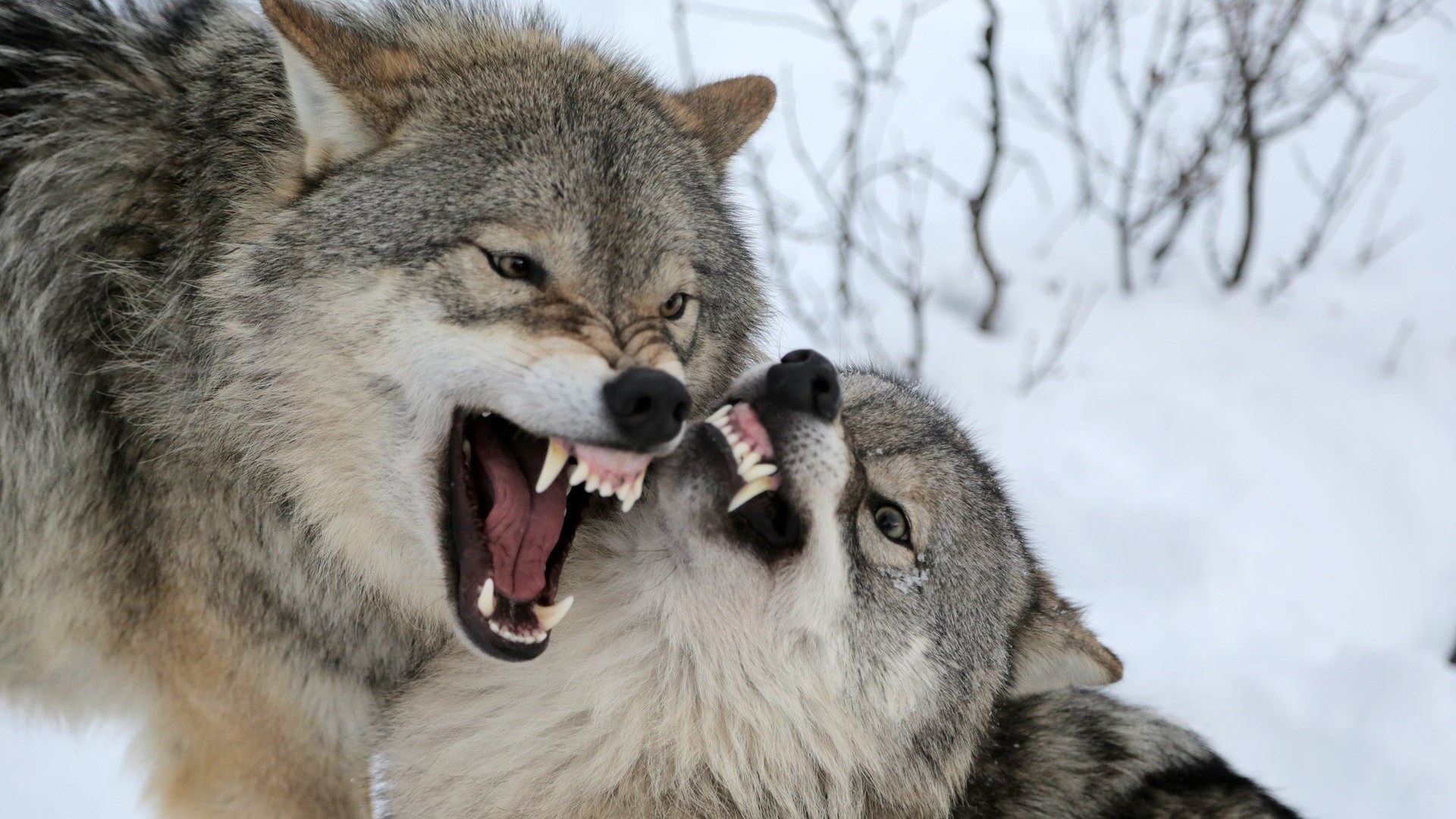 Λύκοι κατασπάραξαν κυνηγόσκυλα – Σκληρές εικόνες – ΦΩΤΟ