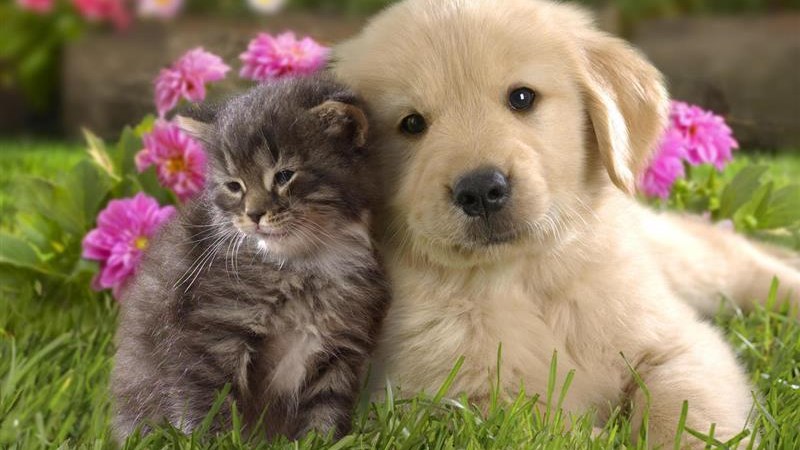 Παγκόσμια Ημέρα των Ζώων – Τα οφέλη της συμβίωσης με ένα κατοικίδιο