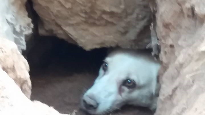 Καρέ – καρέ η διάσωση σκύλου στη Δράμα – ΦΩΤΟ