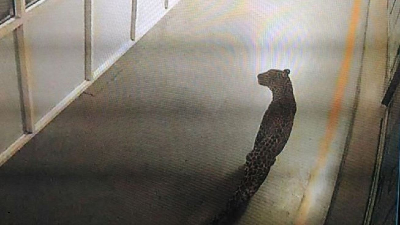 Λεοπάρδαλη προκάλεσε πανικό σε εργοστάσιο αυτοκινήτων – ΒΙΝΤΕΟ