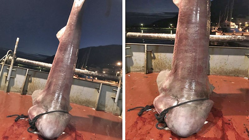 Ψάρεψαν καρχαρία 4 μέτρων στον Αστακό – ΦΩΤΟ