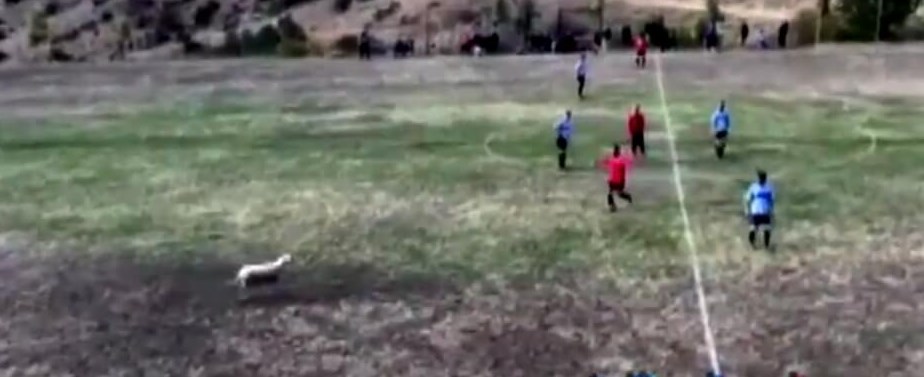 Τρίκαλα: Προβατίνα εισέβαλε σε γήπεδο ποδοσφαίρου – ΒΙΝΤΕΟ