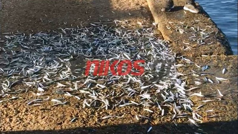 Ανεξήγητο περιστατικό – Τα ψάρια βγήκαν στη στεριά – ΒΙΝΤΕΟ αναγνώστη