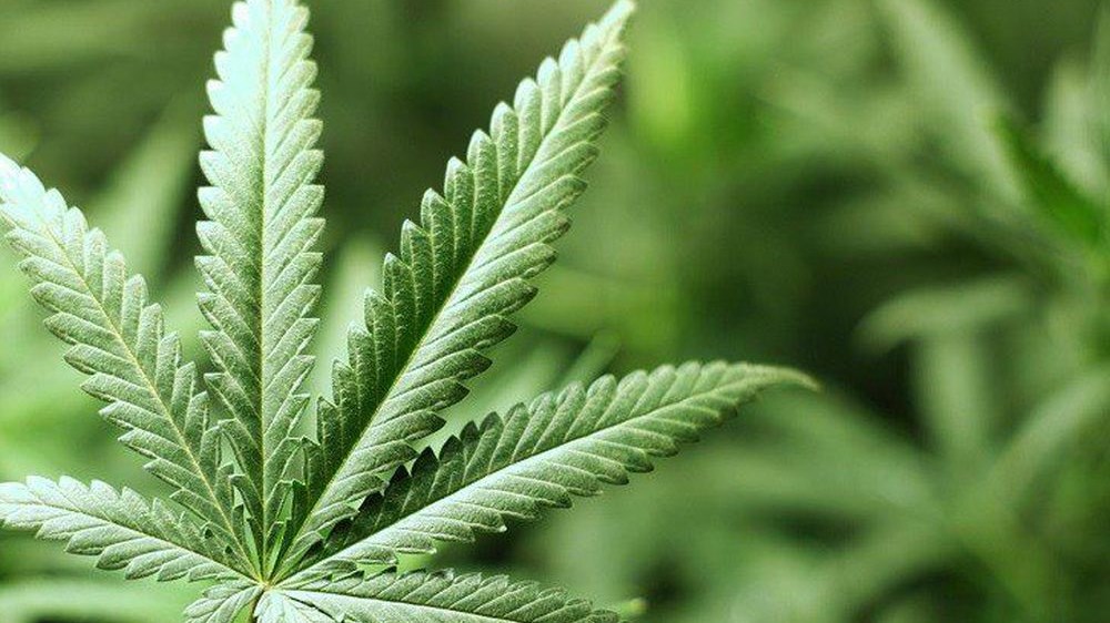 Σάλος για επικείμενο νομοσχέδιο σχετικά με την καλλιέργεια φαρμακευτικής κάνναβης – Τι λέει ο υπουργός Υγείας