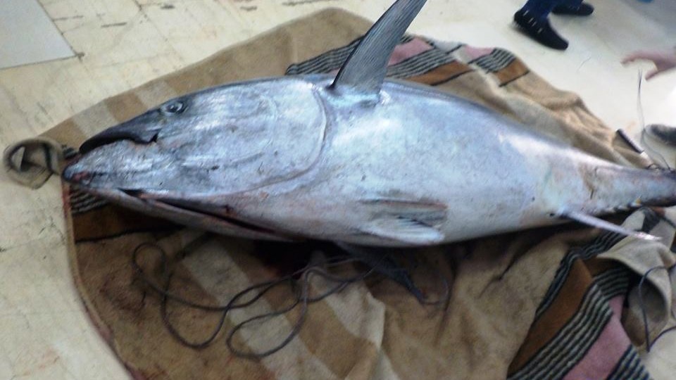 Ψάρεψε τόνο… 165 κιλών – ΦΩΤΟ