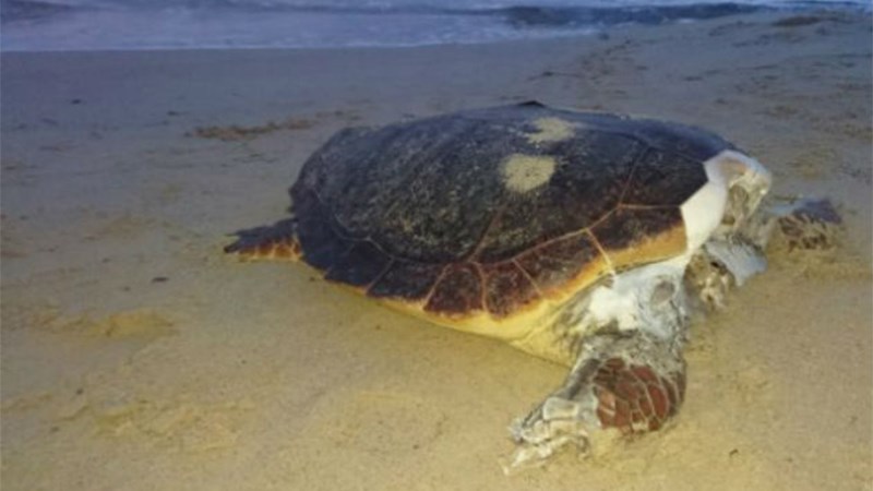 Συγκλονιστικές εικόνες – Αποκεφαλισμένες καρέτα – καρέτα ξεβράζει η θάλασσα – ΦΩΤΟ