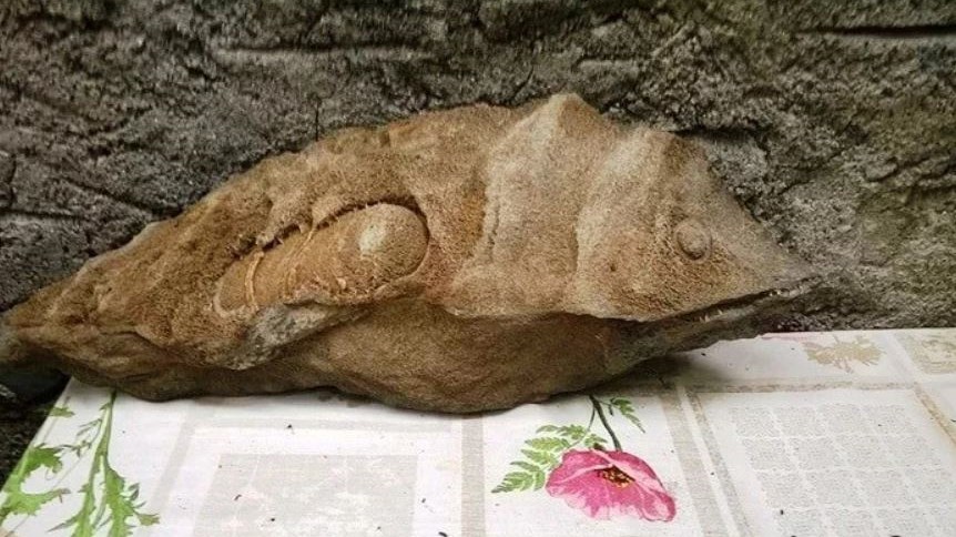 Απολίθωμα σε σχήμα ψαριού βρέθηκε στο Φαράγγι της Σαμαριάς – ΦΩΤΟ