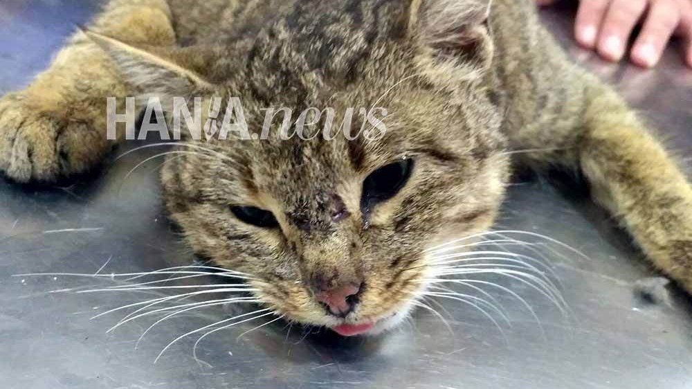 Βοσκός έπιασε “φουρόγατο” στην Κρήτη – Τι λένε οι κτηνίατροι – ΦΩΤΟ