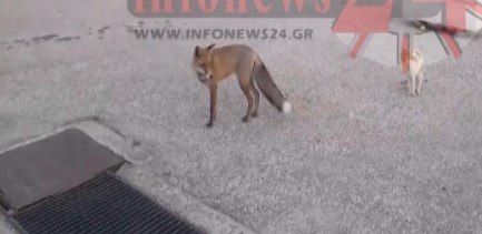 Σέρρες: Τι γύρευε η αλεπουδίτσα στην αυλή του σχολείου – ΒΙΝΤΕΟ