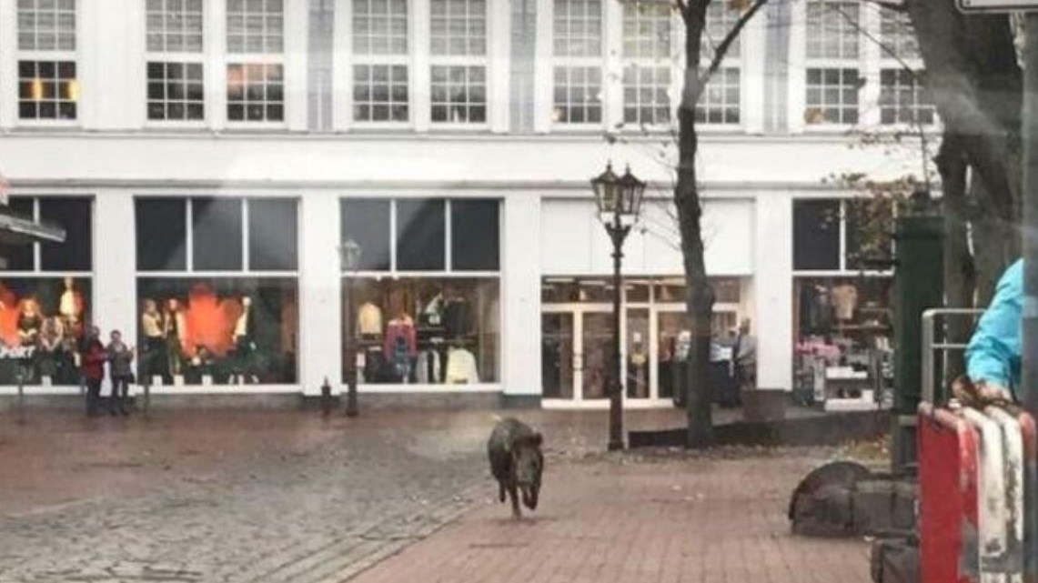 Αγριογούρουνα έσπειραν τον πανικό σε γερμανική πόλη – ΒΙΝΤΕΟ