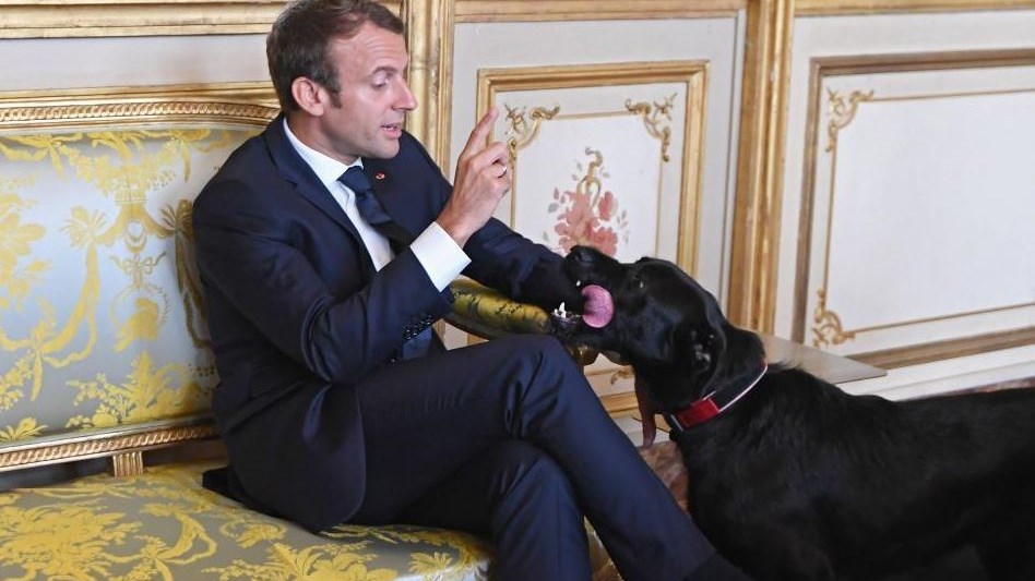 Ο σκύλος του Μακρόν έκανε την… ανάγκη του μέσα στο Μέγαρο των Ηλυσίων – ΒΙΝΤΕΟ