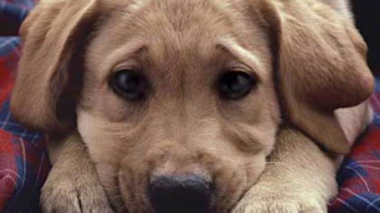 Η Καλιφόρνια απαιτεί από όλα τα καταστήματα κατοικίδιων ζώων να πωλούν αδέσποτα